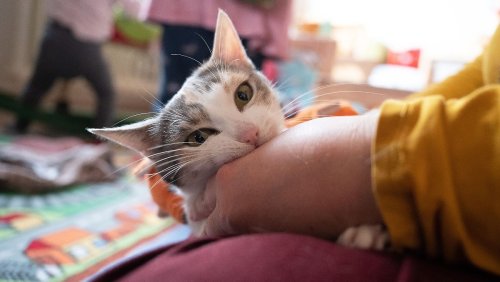 Vorsicht bei Zecken- und Flohmitteln für Katzen