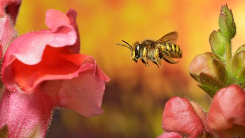 Gartenmonat März: Jetzt ist Zeit zum Staudenpflanzen