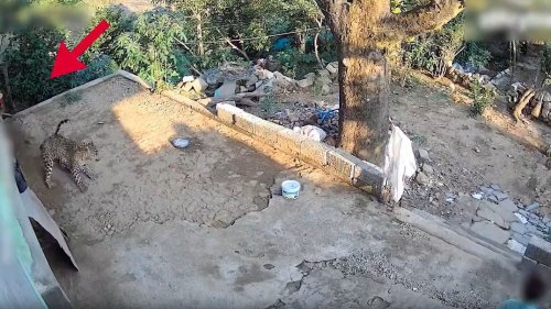 Raubtier schleicht sich an spielendes Kind im Garten an