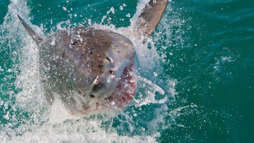 Weißer Hai tötet Urlauberin in Südafrika