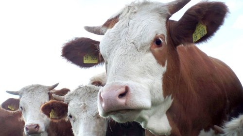 Warum ausgerechnet Biomilch jetzt billiger wird