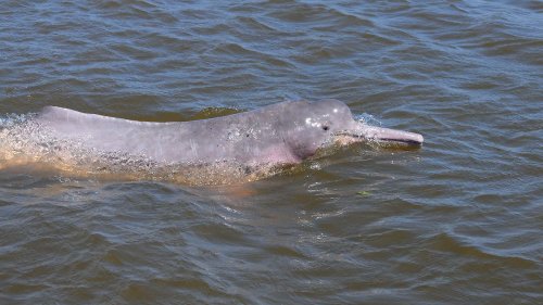 100 tote Delfine in Brasilien entdeckt