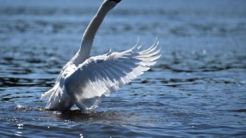 Schwan mit Messer getötet - Ermittlungen gegen 44-Jährigen