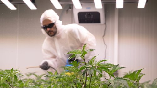 Wie die ersten Cannabis-Clubs Fuß fassen wollen