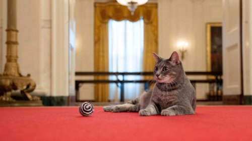 Biden begrüßt "First Cat" im Weißen Haus