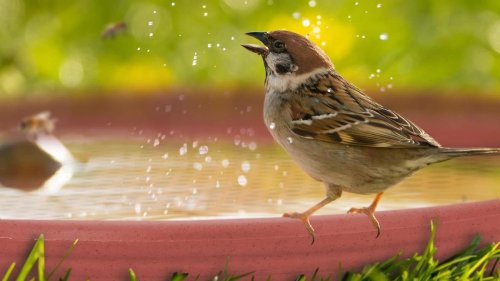 Mit einer Vogeltränke Tieren durch die Dürre helfen