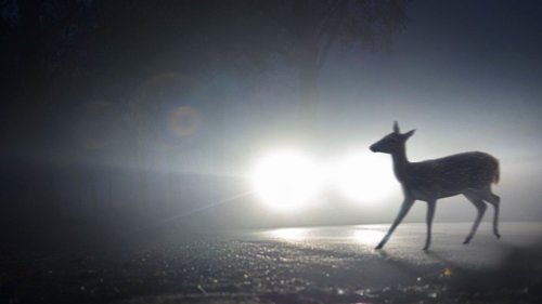 Wild auf der Straße? Ausweichen macht es schlimmer