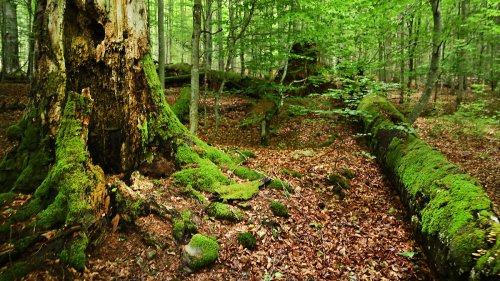 Der älteste deutsche Nationalpark - ein bisschen Urwald in Bayern
