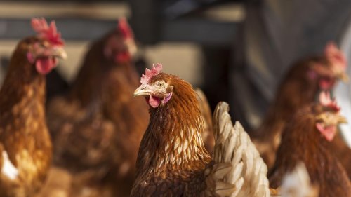 Ein Huhn kann bis zu 300 Eier pro Jahr legen