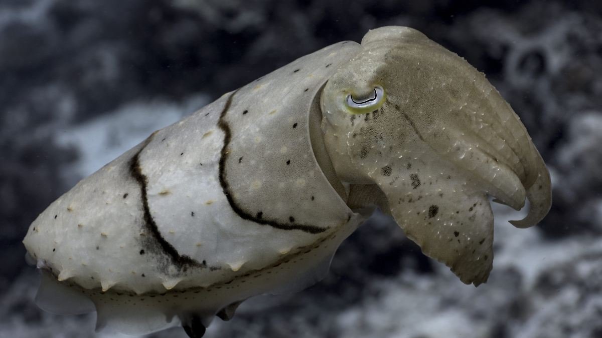 Breitarm-Tintenfisch überrascht sogar Meeresbiologen