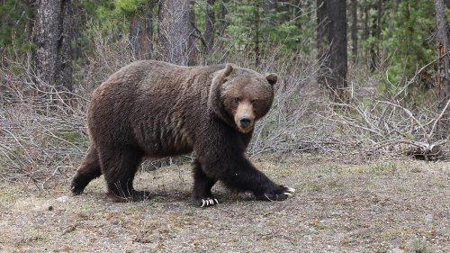 Grizzlybär tötet Paar und deren Hund