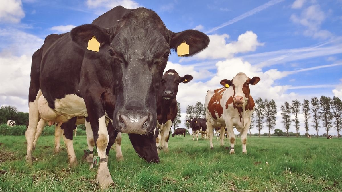 Warum Briten massenweise Milch wegkippen