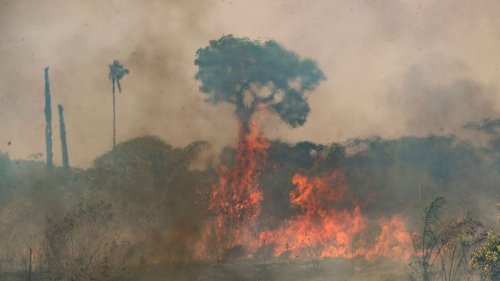 Zerstörung tropischer Urwälder erreicht höchsten Stand seit 2002