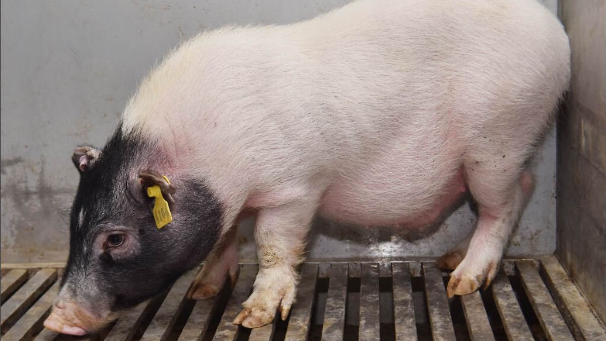 Hirntoter Mensch erhält erstmals Schweineleber