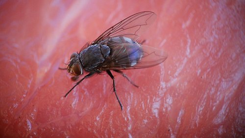 Insekten, die Ärzte im Darm von Menschen aufstöbern
