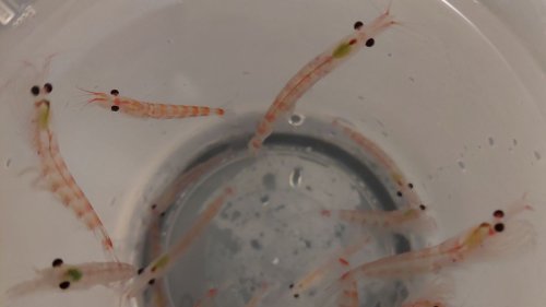 Antarktischer Krill flieht vor stinkendem Pinguin-Kot