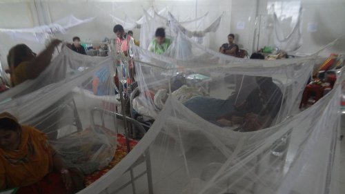 Dengue-Fieber fordert mehr als 1000 Leben