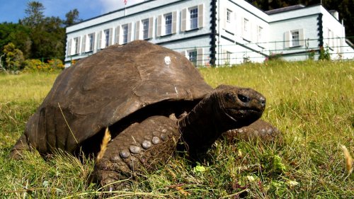 Älteste Schildkröte der Welt ist 190 Jahre alt