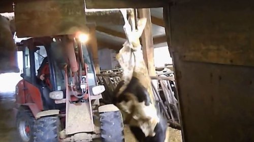 Undercover-Videos zeigen neue Tierqual auf Horror-Hof