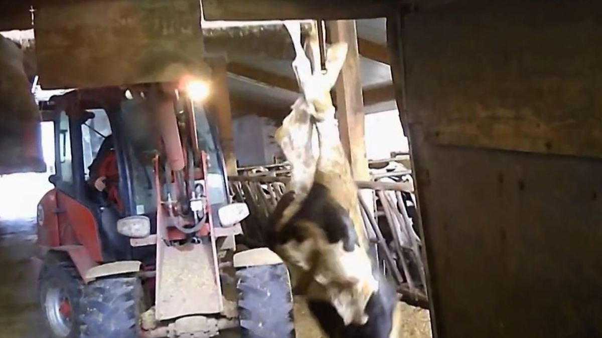 Undercover-Videos zeigen neue Tierqual auf Horror-Hof