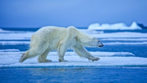 Arktis erwärmt sich viermal schneller als Rest der Erde