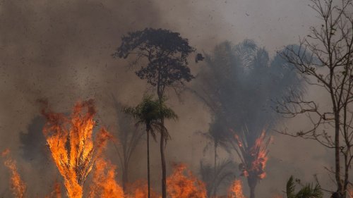 Im Amazonas toben meiste Waldbrände seit 2012