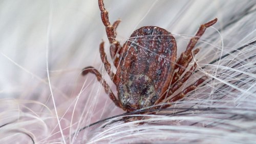 Auwaldzecke breitet sich aus