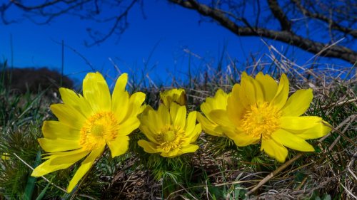 Wann beginnt der Frühling? Kommt darauf an, wer fragt