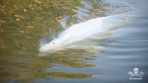 Retter wollen Beluga in Auffangbecken ziehen