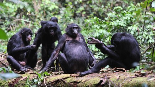 Bonobo-Weibchen bilden Banden und erlangen Macht