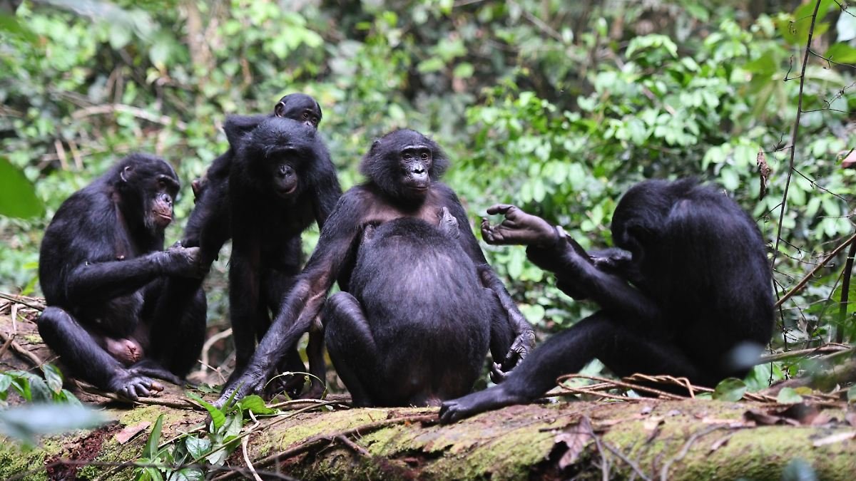 Bonobo-Weibchen bilden Banden und erlangen Macht