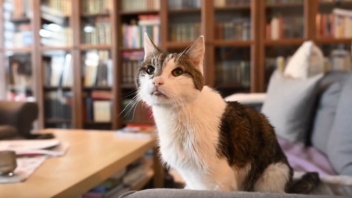 Alter Kater wird zu GEZ-Gebühren verdonnert