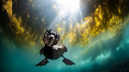 Faszinierend und beklemmend: die besten Unterwasserfotos