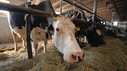 Foodwatch fordert Ende der Anbindehaltung für Bullen und Kühe