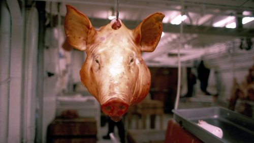 Abgetrennte Schweineköpfe für russische Propagandisten