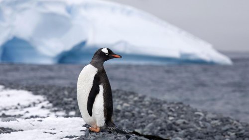 Eisfläche in Antarktis wohl so klein wie nie