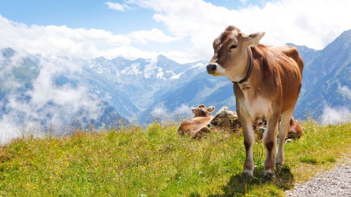 Tiroler Bauern schäumen wegen Hafermilch