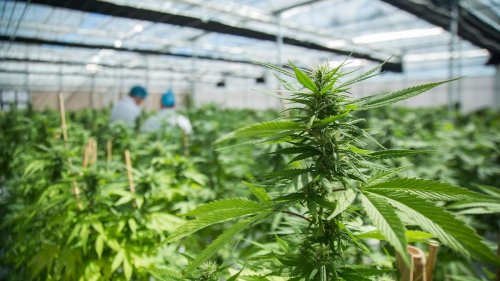 Legalisierung Light bringt Cannabis-Firmen in die Bredouille