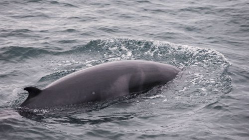 Wal ertrinkt in Forschungseinrichtung