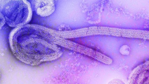 Marburgvirus grassiert in Äquatorialguinea