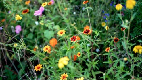 So legt man eine Wildblumenwiese an