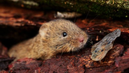 Bayern meldet hohe Zahl an Hantavirus-Erkrankungen
