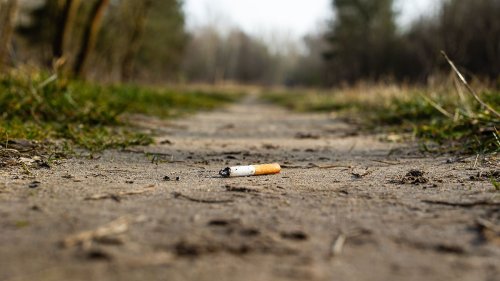 Erhöhte Brandgefahr in Wäldern: Was es jetzt zu beachten gilt