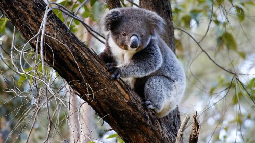 Koalas örtlich vom Aussterben bedroht