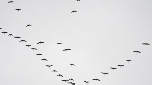 Viele Zugvögel ziehen nicht mehr