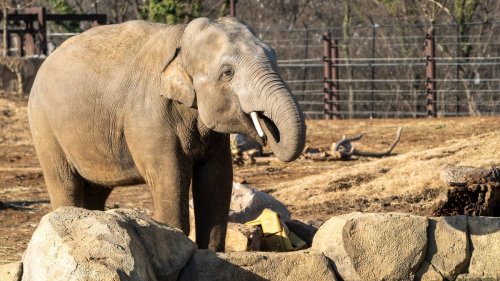 Elefanten im pakistanischen Zoo müssen täglich 400 Pillen einnehmen
