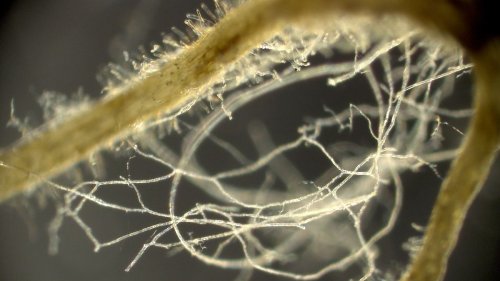 Pilze bremsen laut Studie Klimawandel deutlich