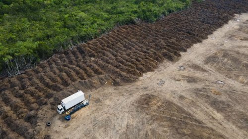 Entwaldung in Brasilien geht deutlich zurück