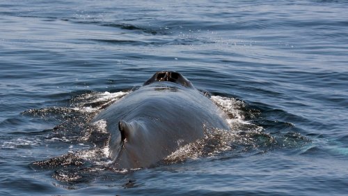 Ozeanerwärmung bedroht Buckelwale