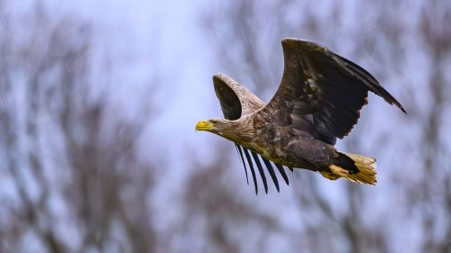 "Absolute Sensation": Seeadler-Paar bekommt drei Junge